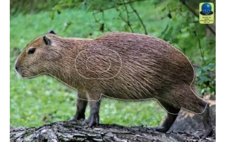 Saison de tir nature